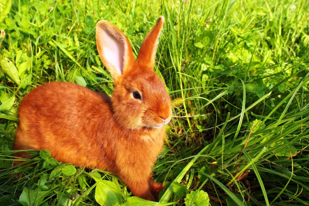 Neuseeländer Kaninchen in Außenhaltung