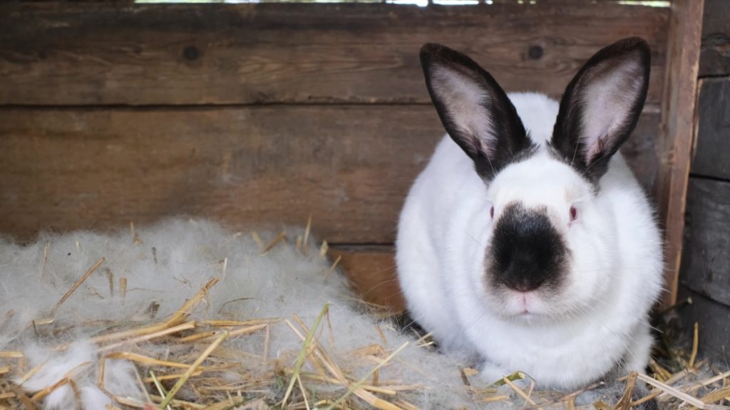 Haltung von Russenkaninchen