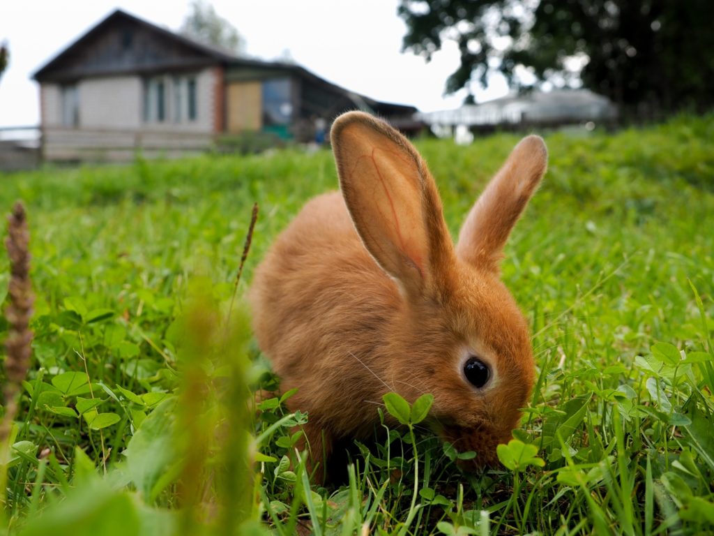 Auf dem Bild sieht man ein Sachsengold Kaninchen auf einer Wiese