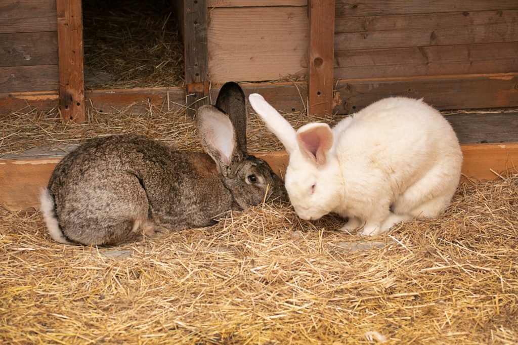 Weiße und braune Riesenkaninchen