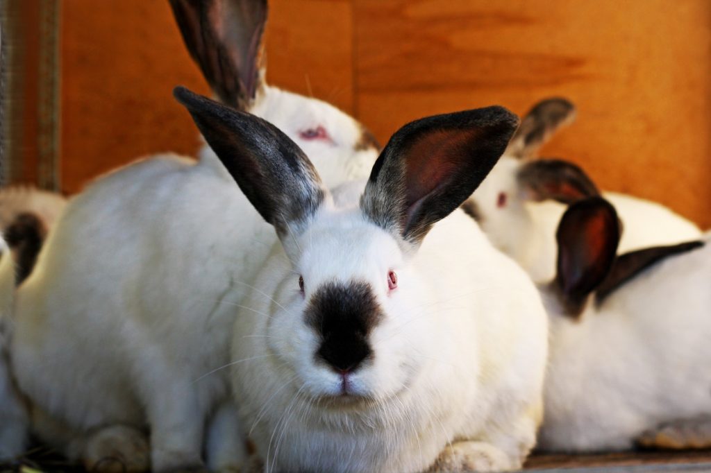Weiße Kaninchen mit schwarze Nase