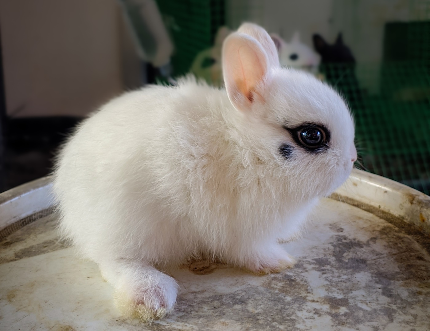 ZwergHotot Kaninchen Aussehen, Charakter & Wesen, Haltungstipps