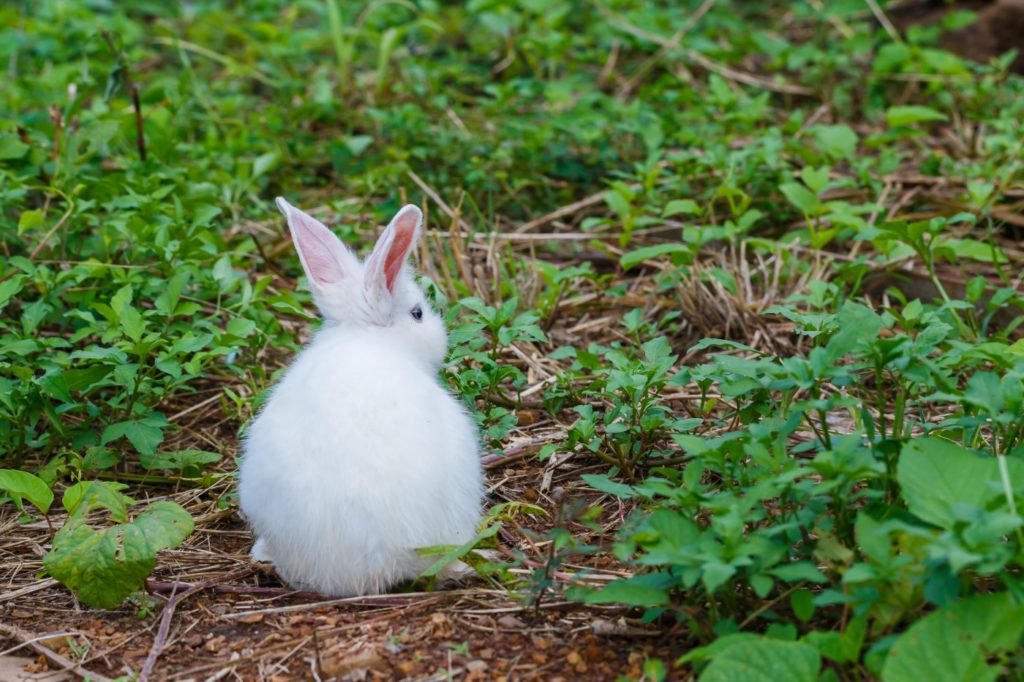 Weißes Kaninchen in Außenhaltung