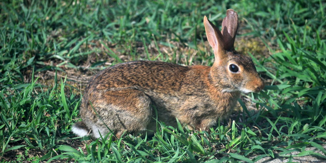 Das Foto zeigt ein Wildkaninchen