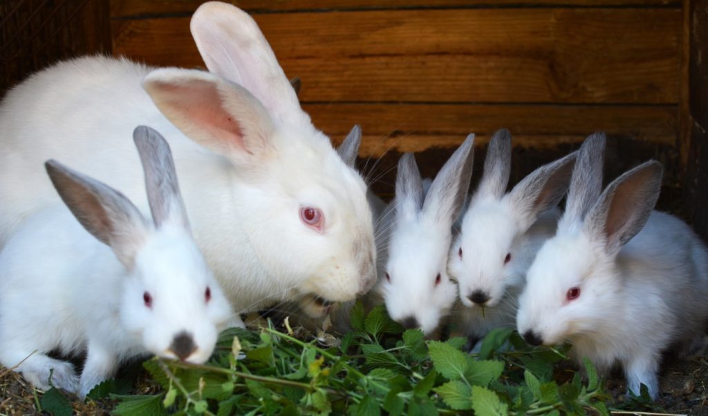 Zippe mit Kaninchenbabies