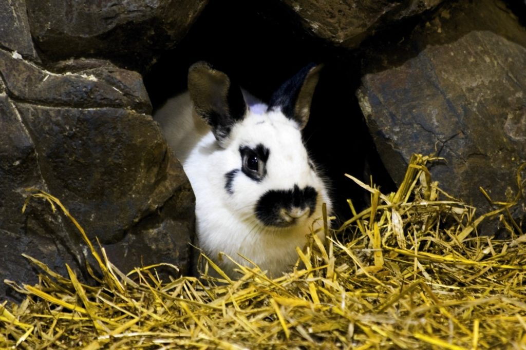 Haltung von Zwergschecken Kaninchen