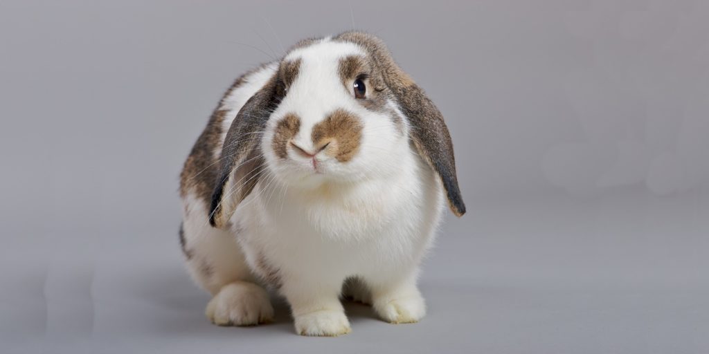 Hasenkaninchen Haltung, Charakter, Aussehen & Herkunft