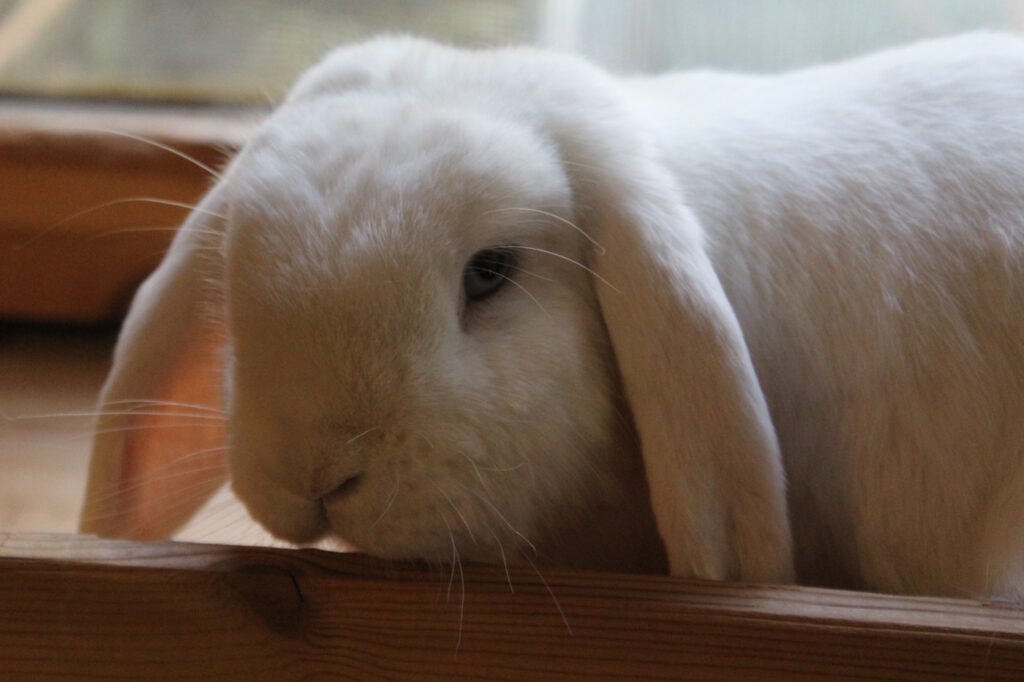 Das Foto zeigt den Kopf eines Kaninchens
