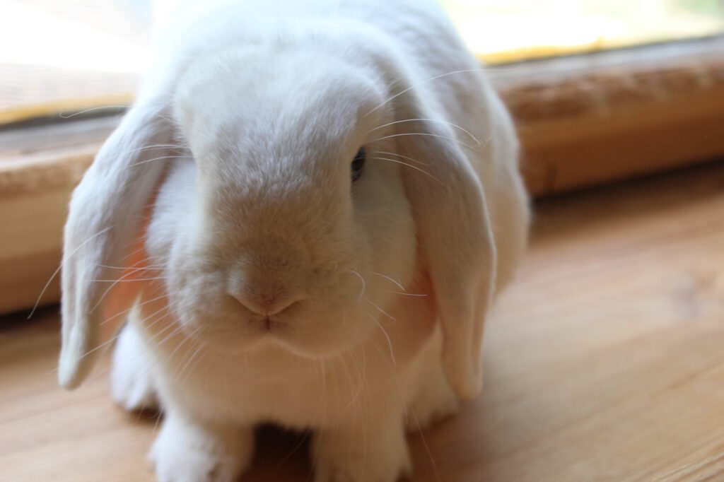 Das Foto zeigt ein gesundes Kaninchen