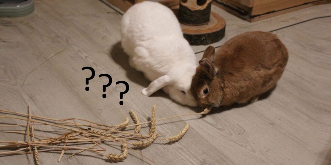 Das Foto zeigt zwei Kaninchen mit Getreide