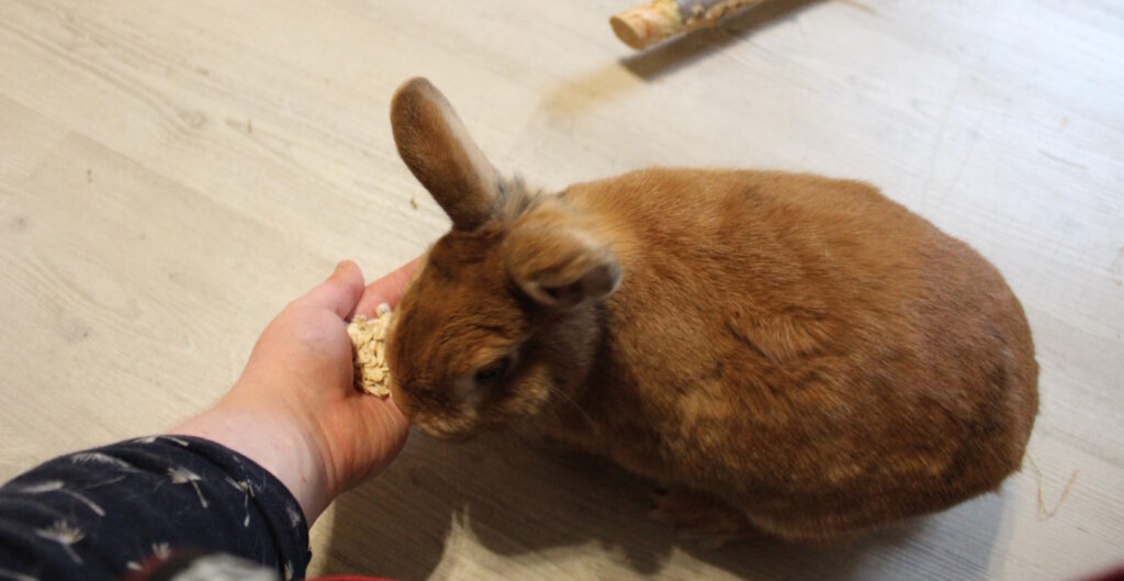 Das Foto zeigt ein Kaninchen, das Haferflocken aus der Hand gefüttert bekommt