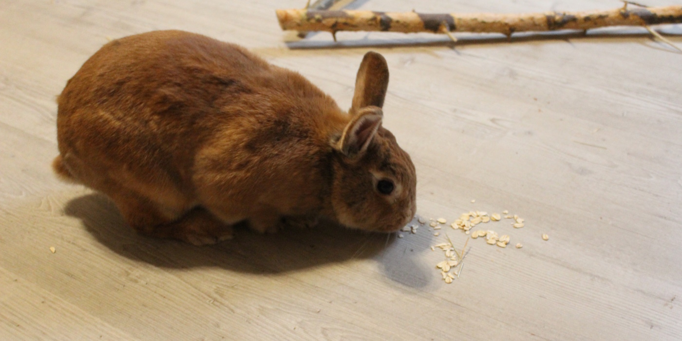 Drfen Kaninchen Haferflocken fressen? - Ftterungstipps & Risiko