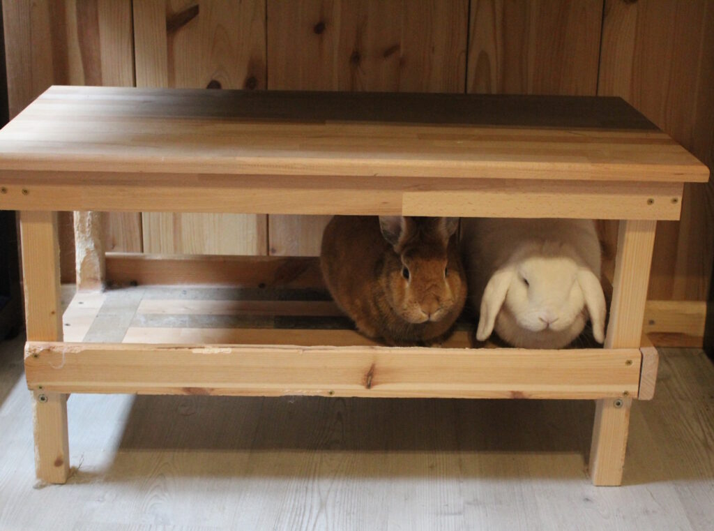 Das Foto zegt zwei Kaninchen, die in einer Bank nebeneinander sitzen