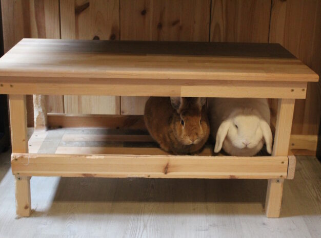 Was Kostet Eine Kastration Bei Kaninchen Mannchen Kastration beim Kaninchen - Ablauf, Vorteile und Risiken