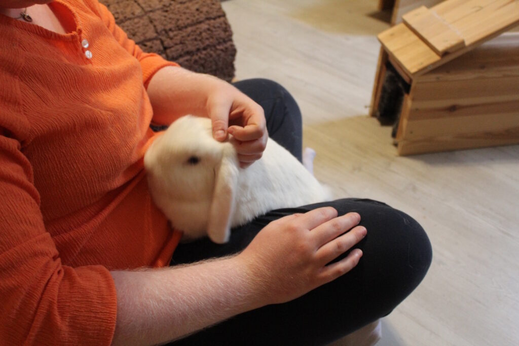 Das Foto zeigt ein Kaninchen, das auf dem Schoß sitzt und gestreichelt wird
