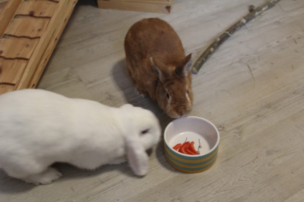 Das Foto zeigt zwei Kaninchen, die Tomaten fressen