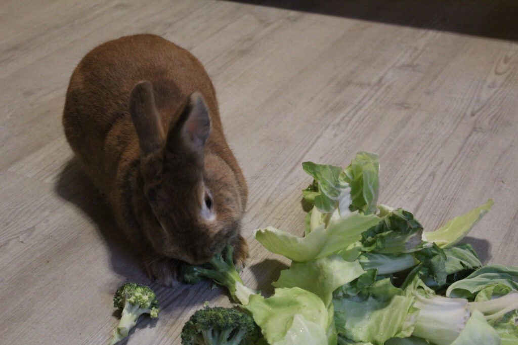 Das Foto zeigt ein Kaninchen, das Brokkoli frisst