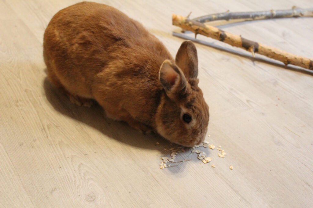 Das Foto zeigt ein Kaninchen, das Haferflocken frisst