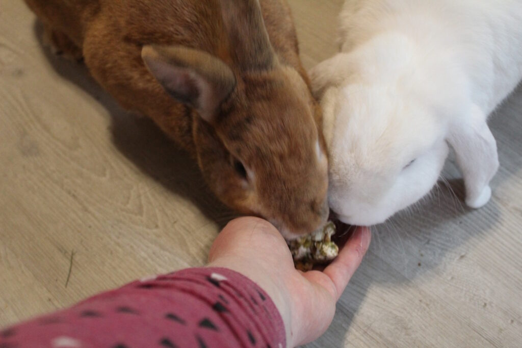 Das Foto zeigt zwei Kaninchen, die selbst gemachte Kaninchenkekse fressen