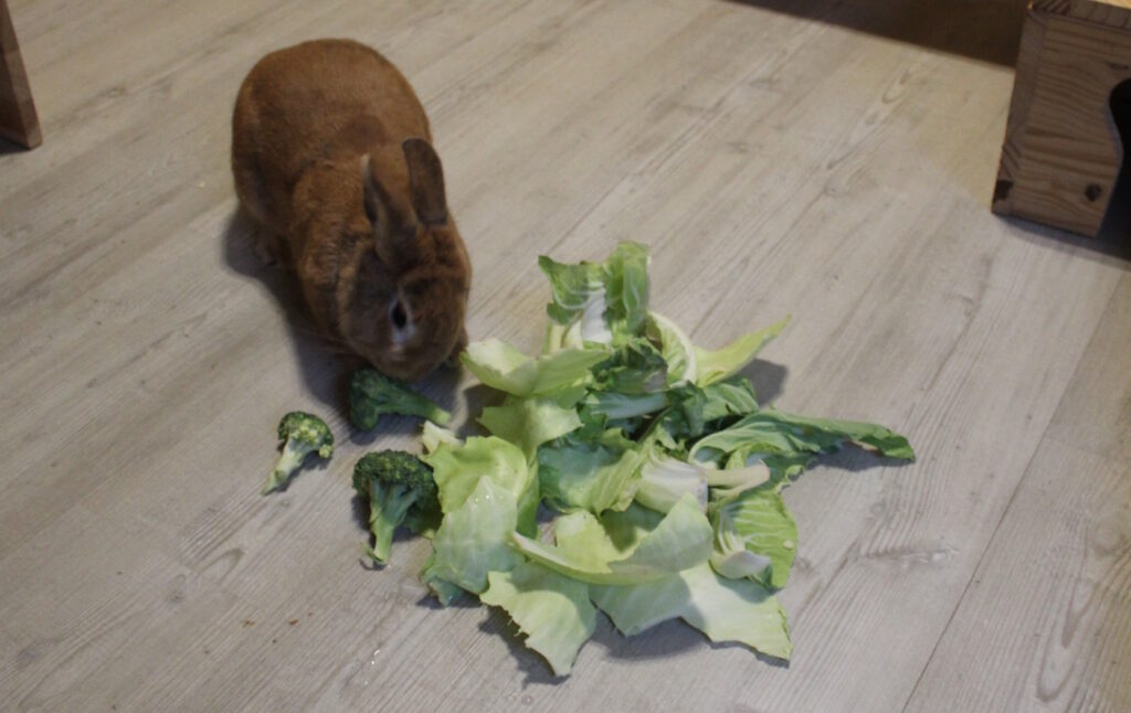 Das Foto zeigt ein Kaninchen mit Kohl und Brokkoli