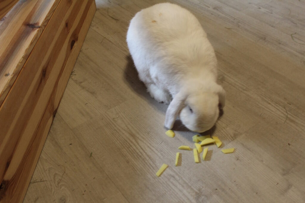 Das Foto zeigt ein Kaninchen mit Kartoffelwürfel