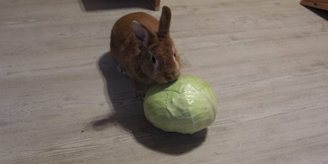 Das Foto zeigt ein Kaninchen, das vor einem Kohlkopf sitzt