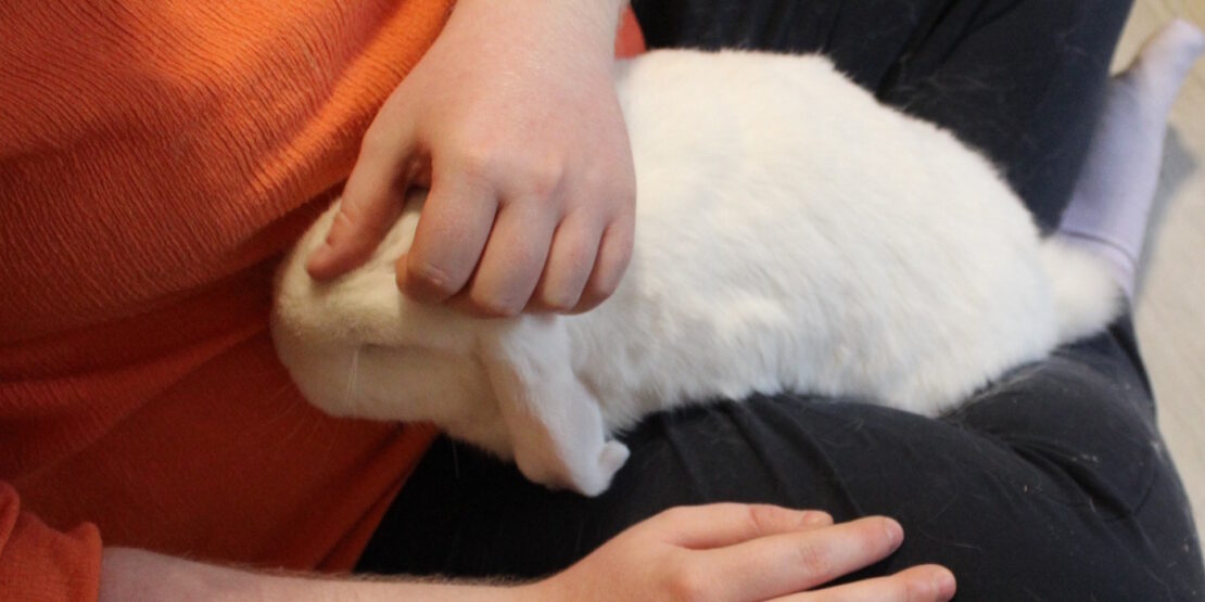 Das Foto zeigt, wie man ein Kaninchen richtig streichelt