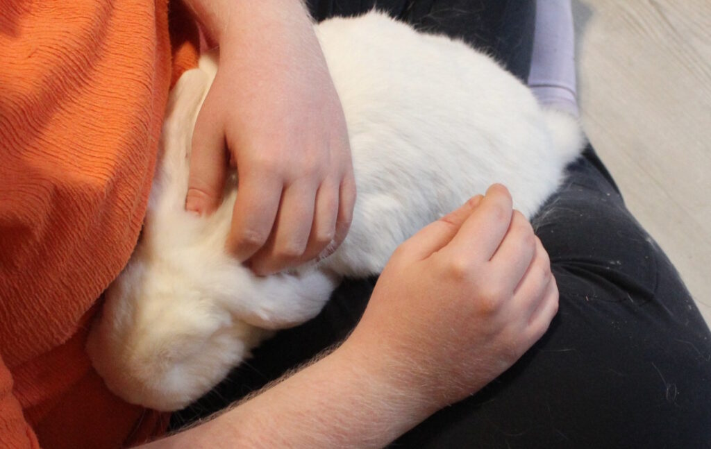 Das Foto zeigt ein Kaninchen, das gestreichelt wird