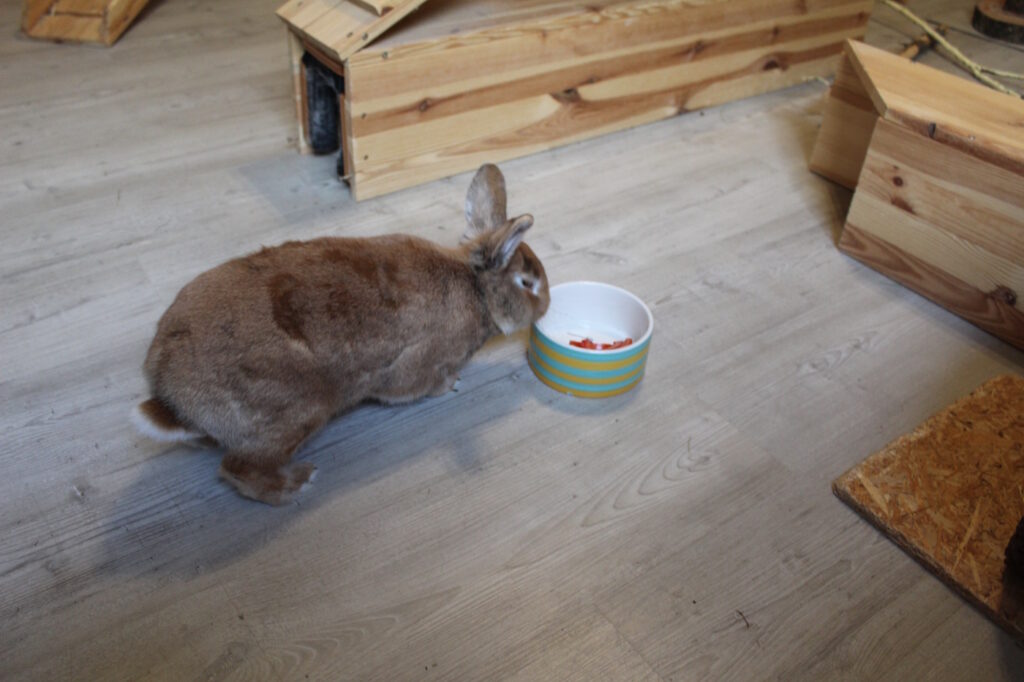 Das Foto zeigt ein Kaninchen mit Tomaten