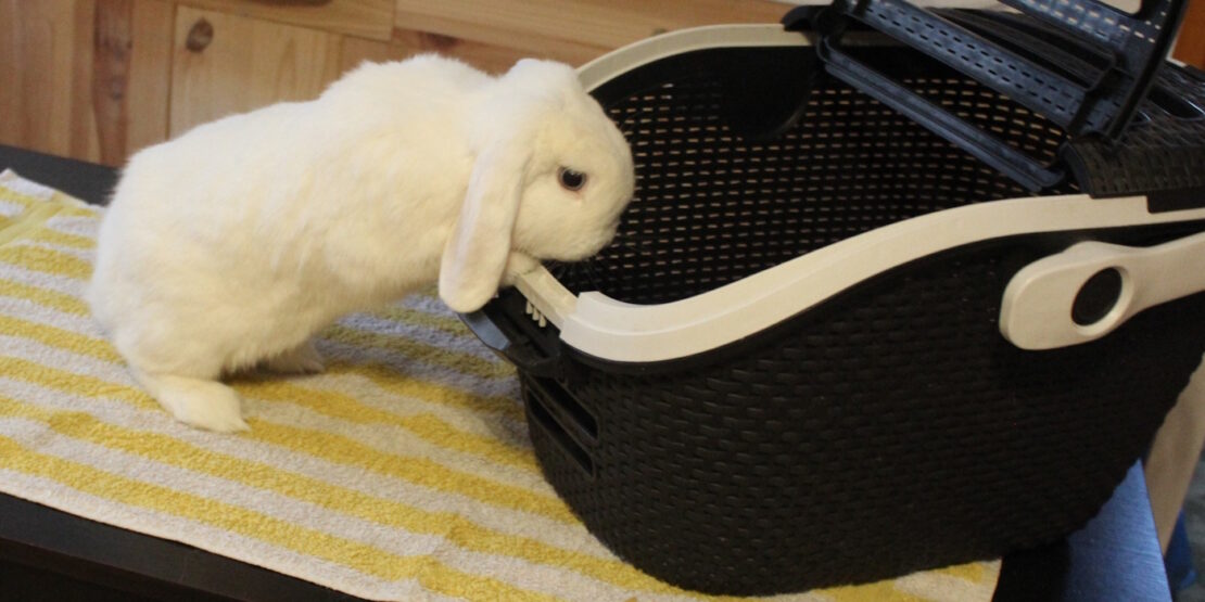 Das Foto zeigt ein Kaninchen, das in einen Transportkorb steigt