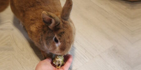 Das Foto zeigt ein Kaninchen, das ein selbst gemachtes Kaninchenleckerli frisst
