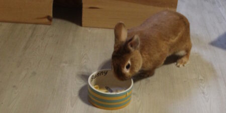 Das Foto zeigt ein Kaninchen, das Banane frisst, um gesund zu bleiben