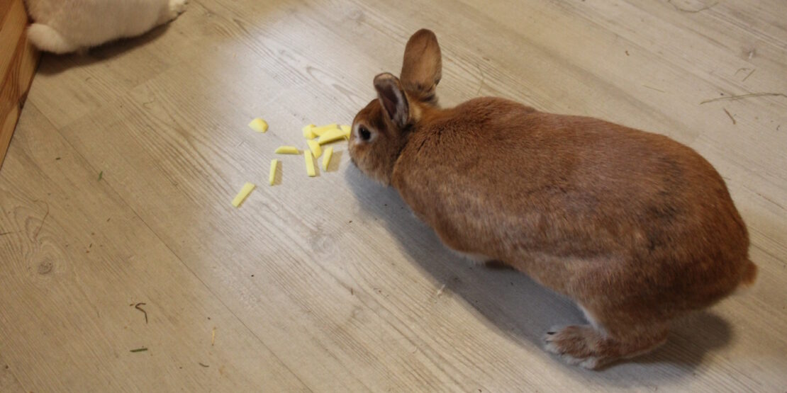 Das Foto zeigt ein Kaninchen, das Kartoffeln frisst
