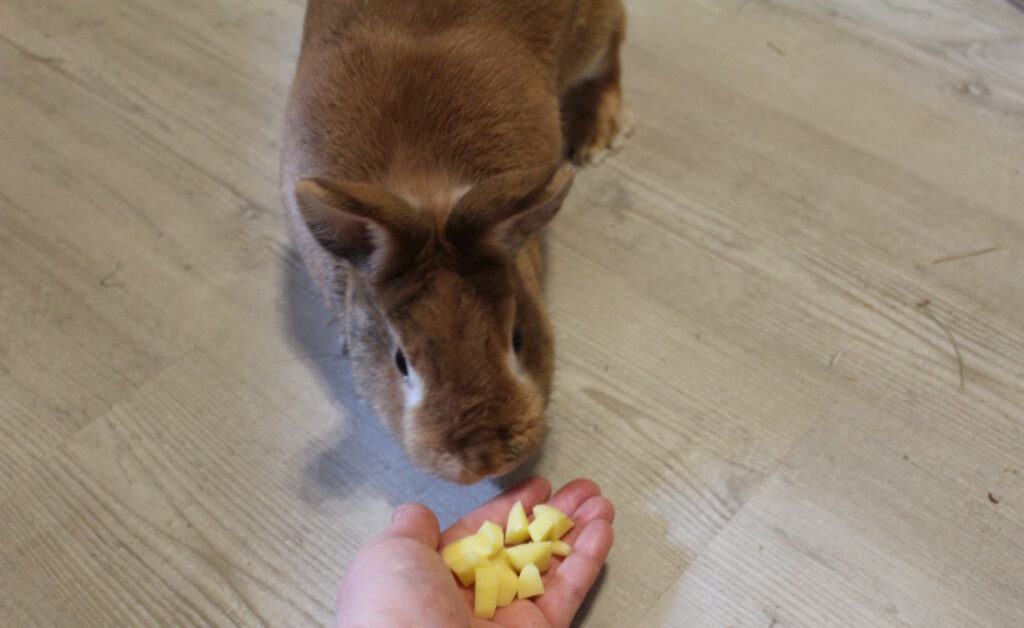 Das Foto zeigt ein Kaninchen das Kartoffelwürfel aus der Hand frisst