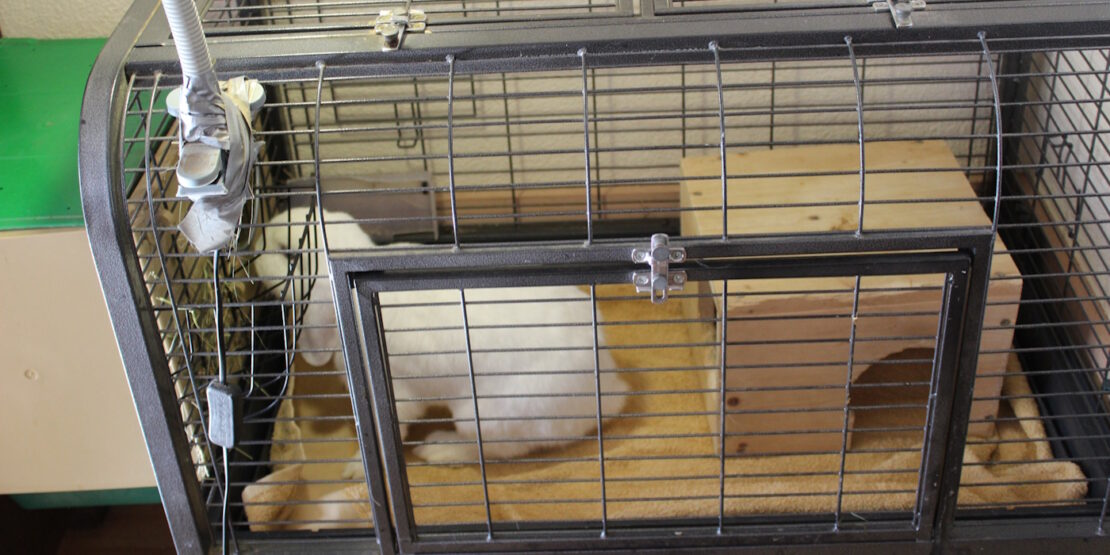 Das Foto zeigt ein Kaninchen in einem Quarantänekäfig