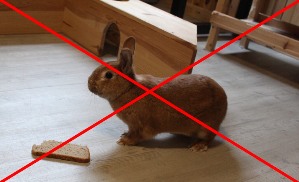Das Foto zeigt ein Kaninchen mit einer Scheibe Brot. Brot ist ungesund für Kaninchen.