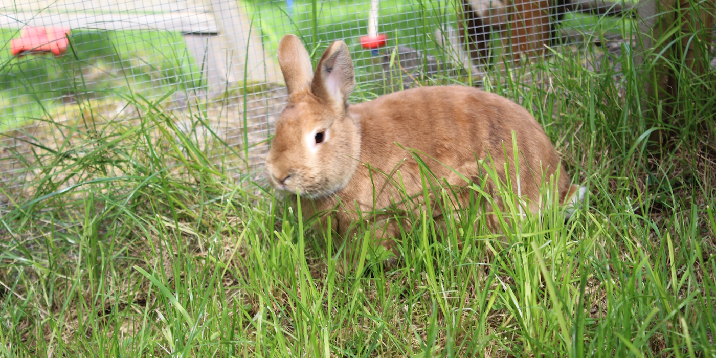 Was Kostet Eine Kastration Bei Kaninchen Mannchen Kastration beim Kaninchen - Ablauf, Vorteile und Risiken