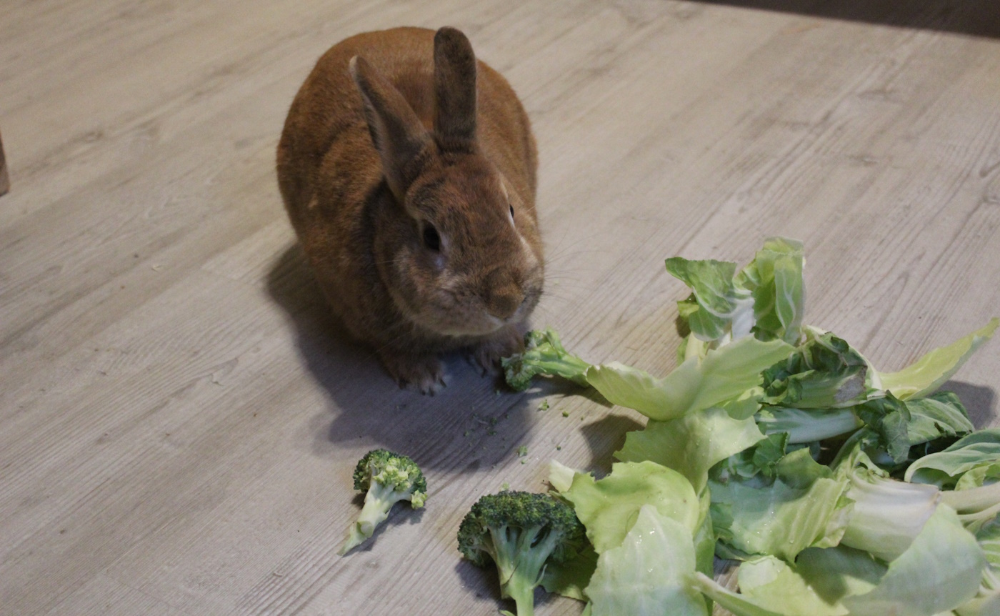 Was Dürfen Kaninchen Fressen Und Was Nicht Liste Was dürfen Kaninchen nicht fressen? - ungeeignetes Futter
