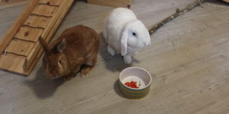 Das Foto zeigt zwei Kaninchen mit einem Futternapf, in dem Tomaten sind