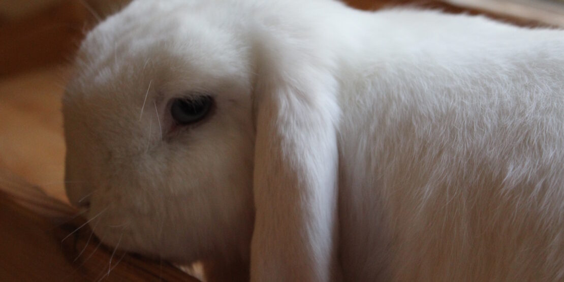 Das Foto zeit ein Auge eines Kaninchens