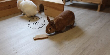 Das Foto zeigt ein Kaninchen mit Brot, das es aber nicht fressen soll