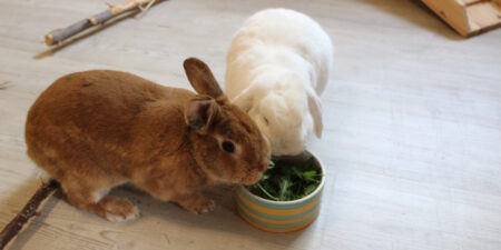 Das Foto zeigt zwei Kaninchen, die Klee fressen