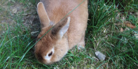 Das Foto zeigt ein Kaninchen mit dem Kopf im Gras