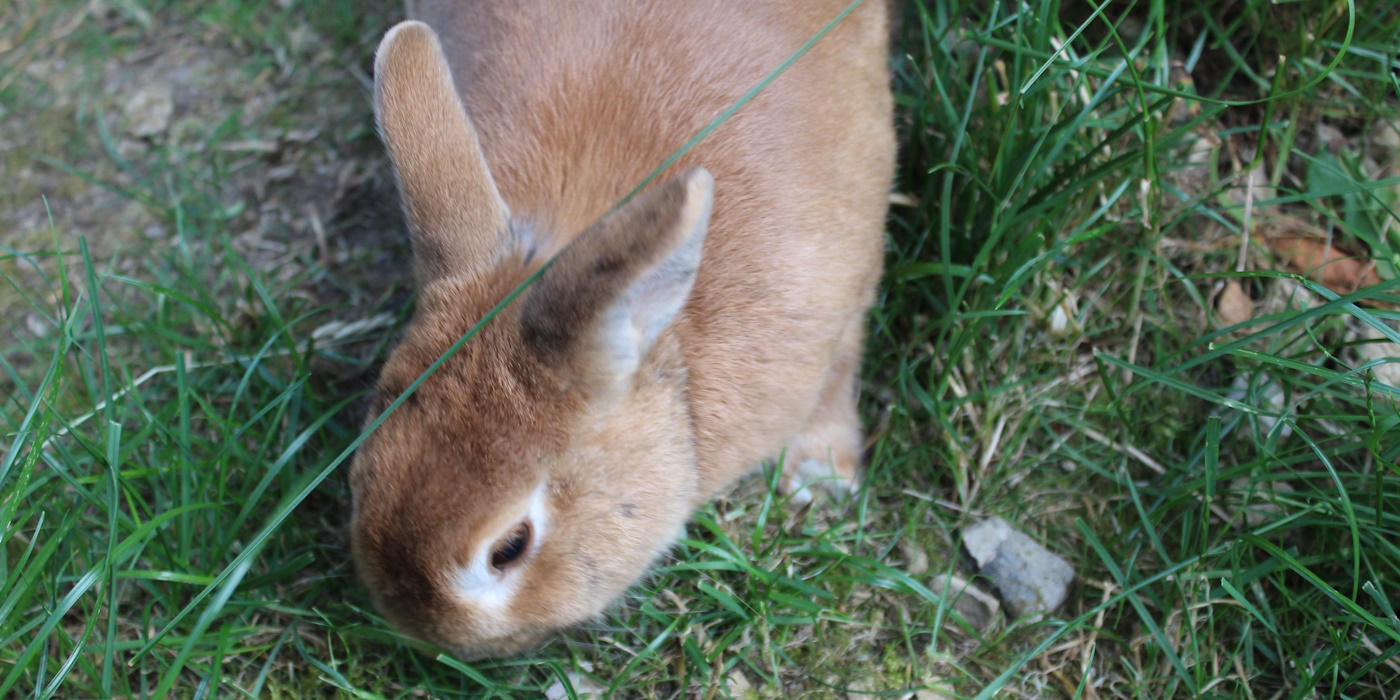 Kaninchen verliert Fell Ursachen, Symptome, Behandlung