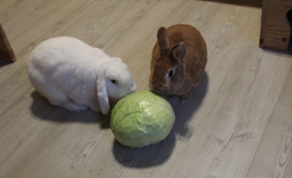 Das Foto zeigt zwei Kaninchen mit einem Kohlkopf