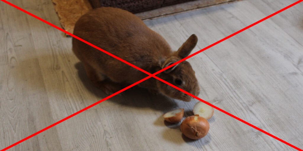 Das Foto zeigt ein Kaninchen mit Zwiebeln, was definitiv giftig ist für die Tiere.