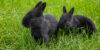 Das Foto zeigt zwei Alaska Kaninchen im Gras