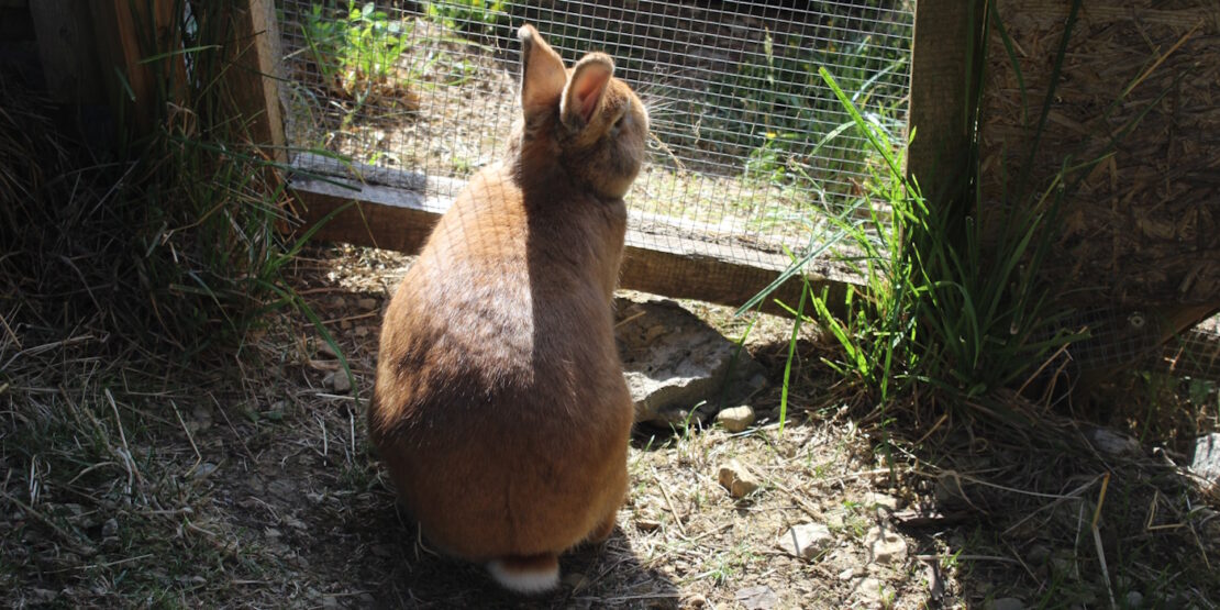Das Foto zeigt ein Kaninchen, das zum Zaun hinaus schaut