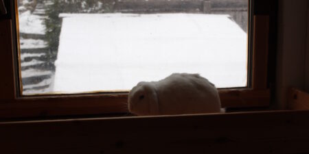 Das Foto zeigt ein Kaninchen im dunklen Zimmer, das zum Fenster heraus schaut