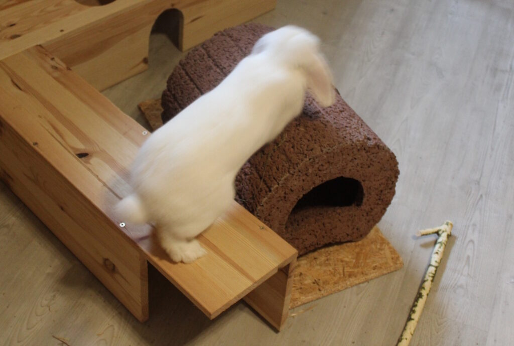 Das Foto zeigt ein Kaninchen, das sich bewegt